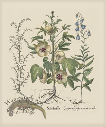 Besler 216 Colored  B2